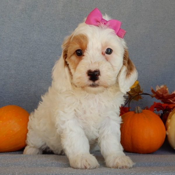 F1b Mini Goldendoodle Puppy for Sale