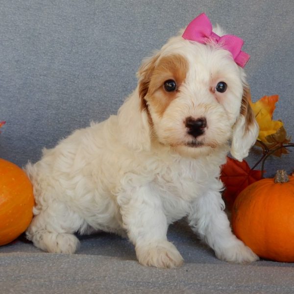 F1b Mini Goldendoodle Puppy for Sale