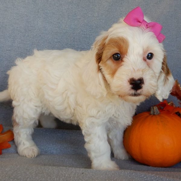 F1b Mini Goldendoodle Puppy for Sale