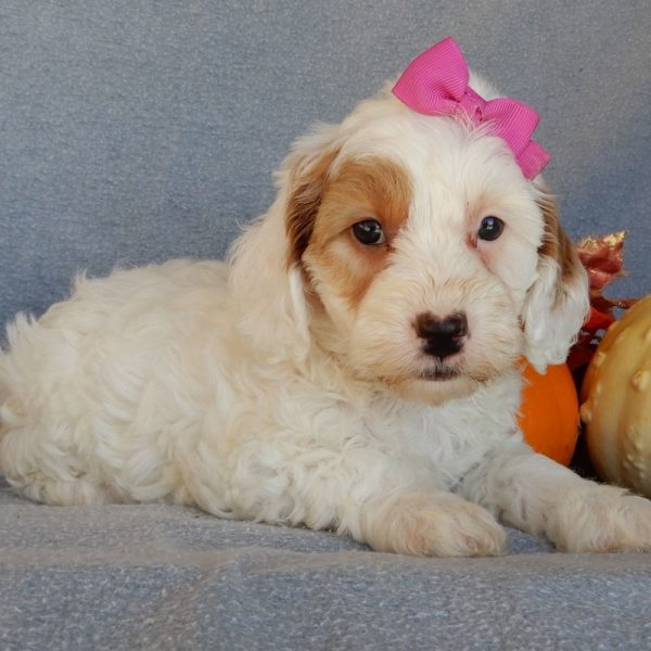 F1b Mini Goldendoodle Puppy for Sale