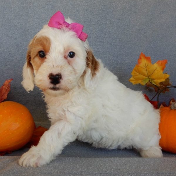 F1b Mini Goldendoodle Puppy for Sale