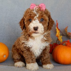 F1b Mini Goldendoodle Puppy for Sale