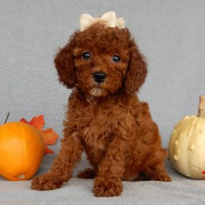 F1b Cavapoo Puppy for Sale