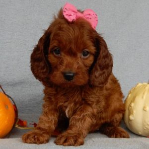 F1b Cavapoo Puppy for Sale