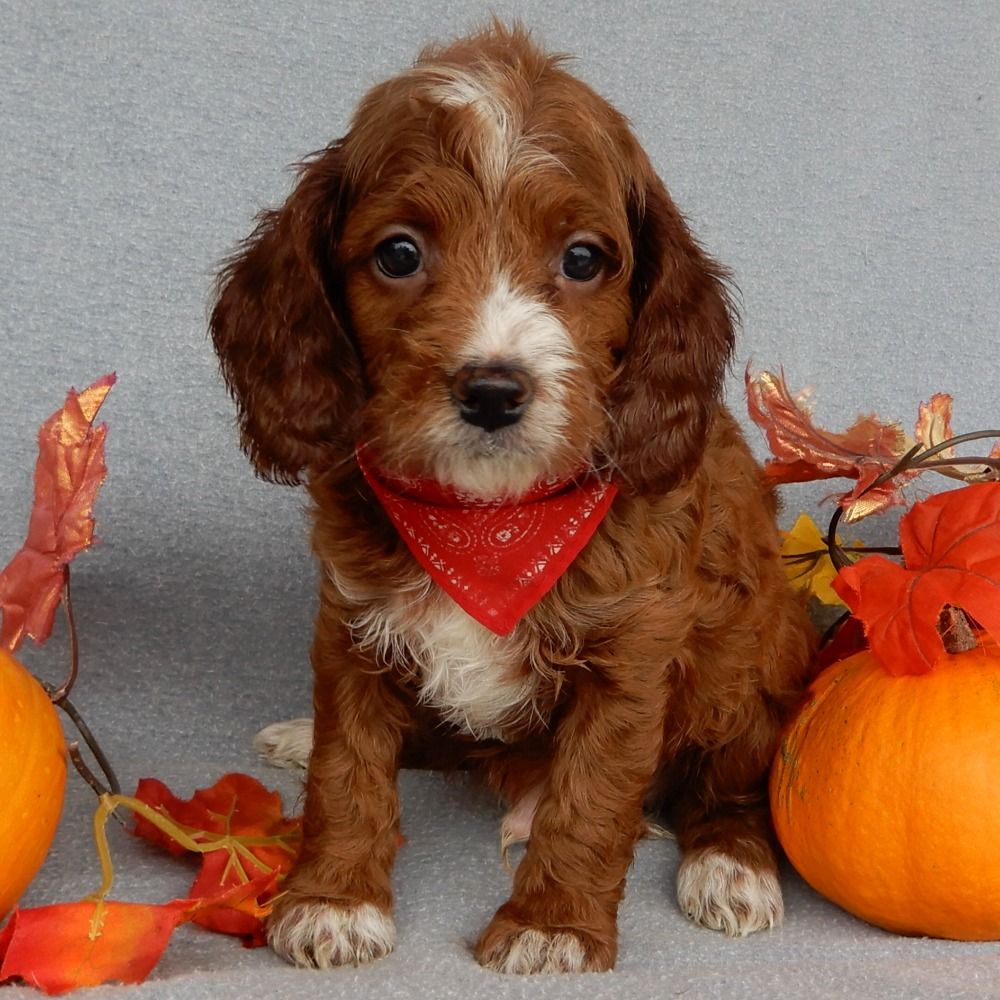 F1b Cavapoo Puppy for Sale in NYC