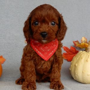 F1b Cavapoo Puppy for Sale