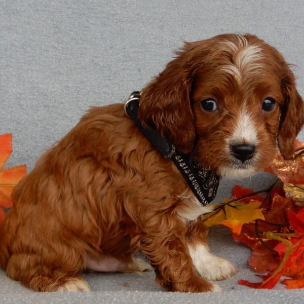 F1b Cavapoo Puppy for Sale