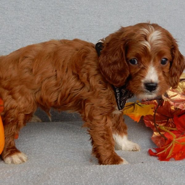 F1b Cavapoo Puppy for Sale