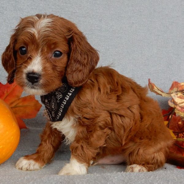 F1b Cavapoo Puppy for Sale