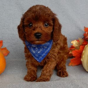 F1b Cavapoo Puppy for Sale