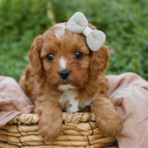 F1 Cavapoo Puppy for Sale