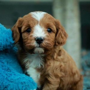 F1 Cavapoo Puppy for Sale