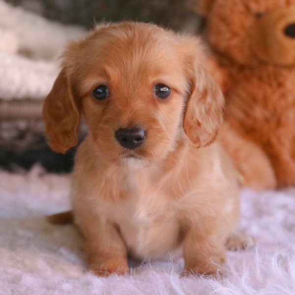 Mini Dachshund Puppy for Sale