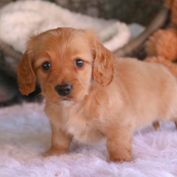 Mini Dachshund Puppy for Sale