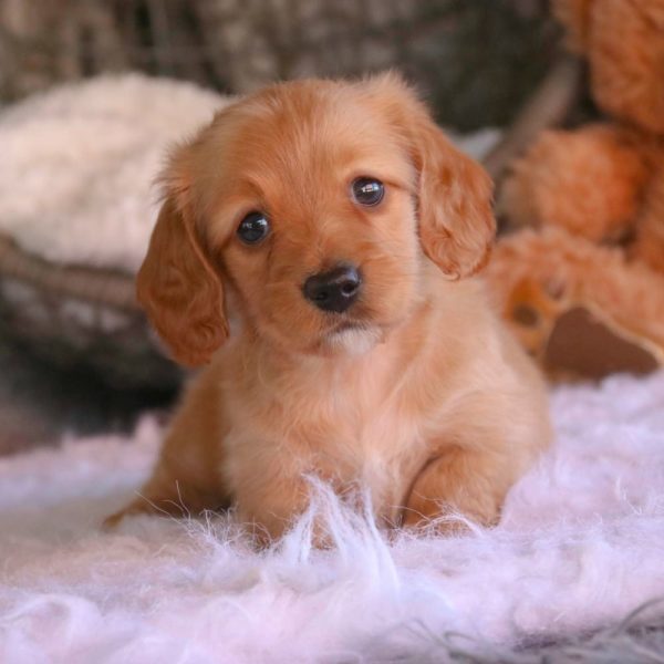 Mini Dachshund Puppy for Sale