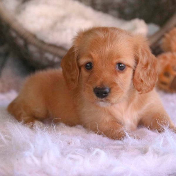 Mini Dachshund Puppy for Sale