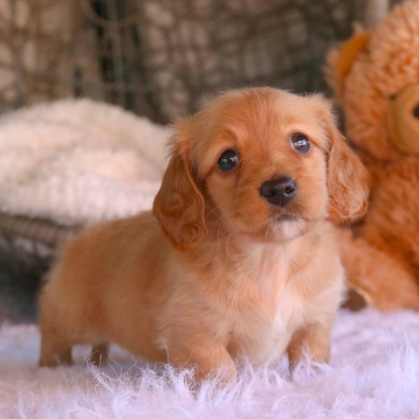 Mini Dachshund Puppy for Sale