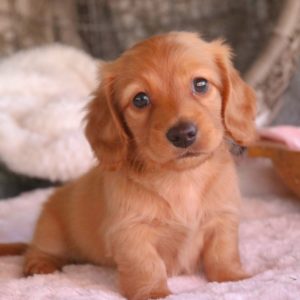 Mini Dachshund Puppy for Sale