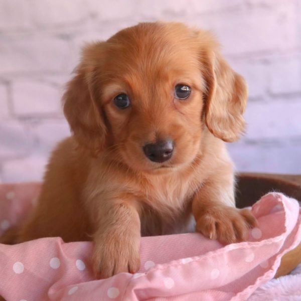 Mini Dachshund Puppy for Sale