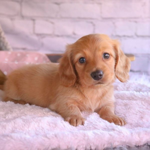 Mini Dachshund Puppy for Sale