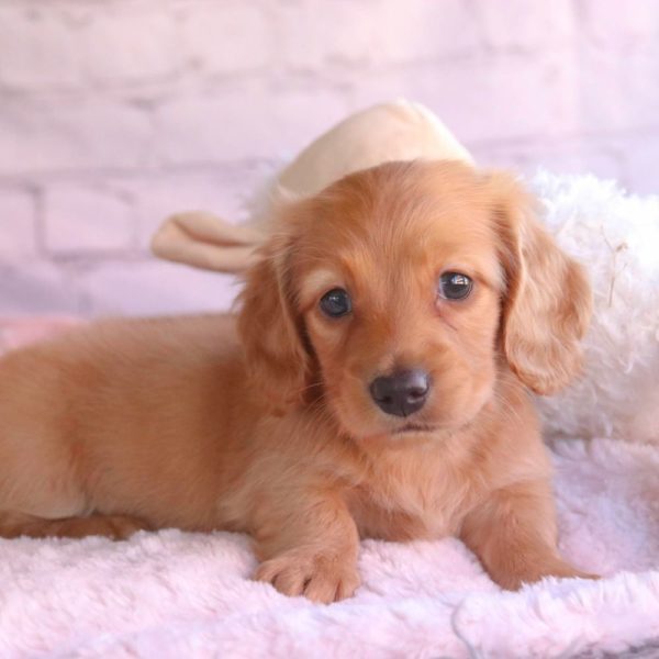 Mini Dachshund Puppy for Sale