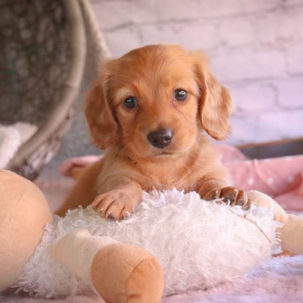 Mini Dachshund Puppy for Sale