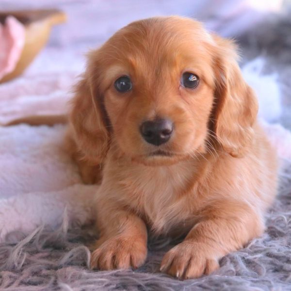 Mini Dachshund Puppy for Sale