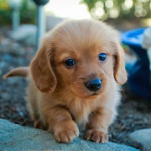 Mini Dachshund Puppy for Sale