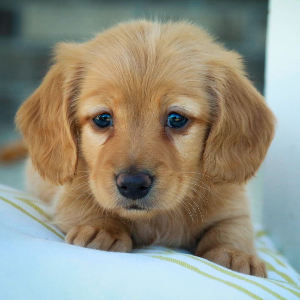 Mini Dachshund Puppy for Sale in NYC