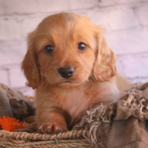 Mini Dachshund Puppy for Sale