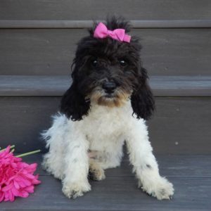 F1b Cockapoo Puppy for Sale