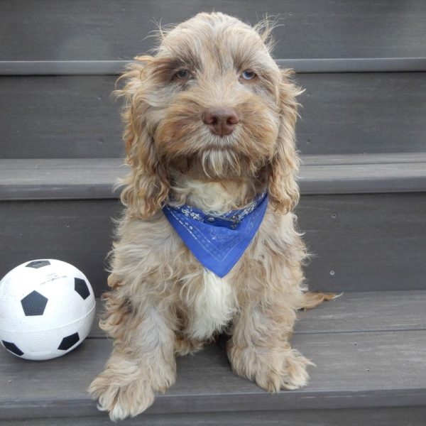 F1 Cockapoo Puppy for Sale