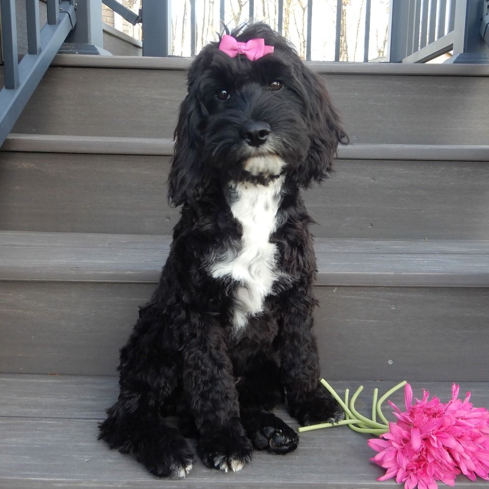 F1 Cockapoo Puppy for Sale in NYC