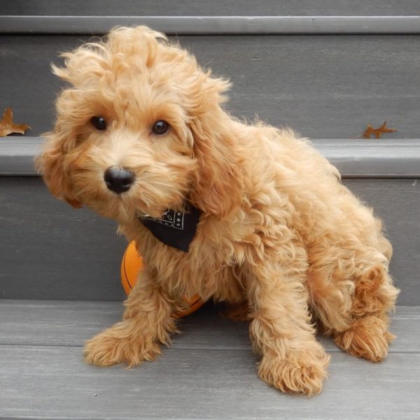 F1b Toy Cavapoo Puppy for Sale