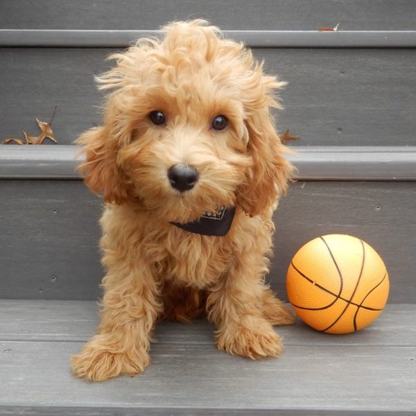 F1b Toy Cavapoo Puppy for Sale