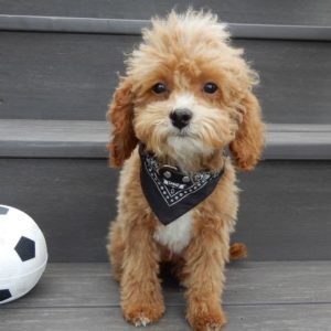 F1b Toy Cavapoo Puppy for Sale