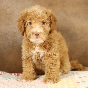 F1bb Toy Goldendoodle Puppy for Sale