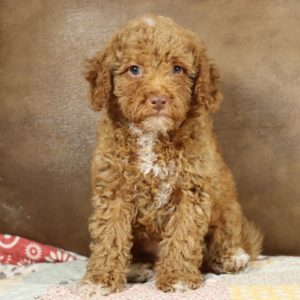 F1bb Toy Goldendoodle Puppy for Sale