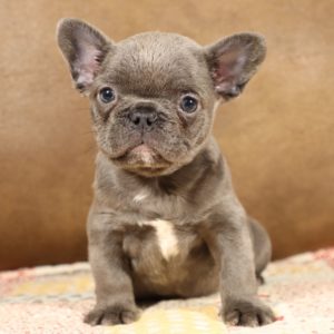 French Bulldog Puppy for Sale