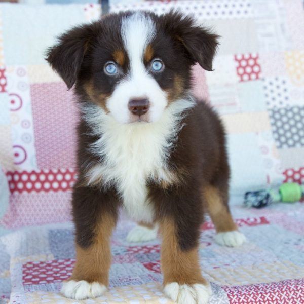 Miniature Australian Shepherd Puppy for Sale