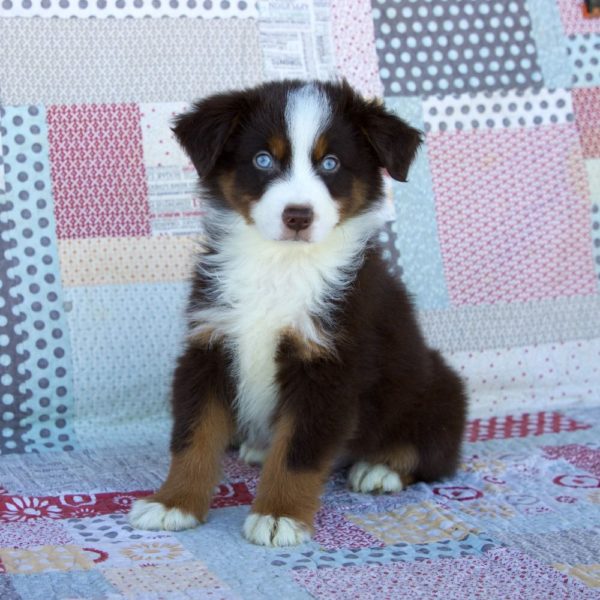 Miniature Australian Shepherd Puppy for Sale