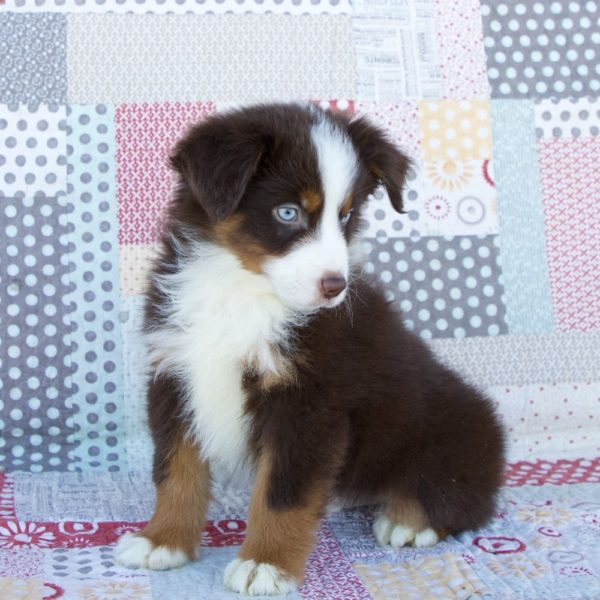 Miniature Australian Shepherd Puppy for Sale