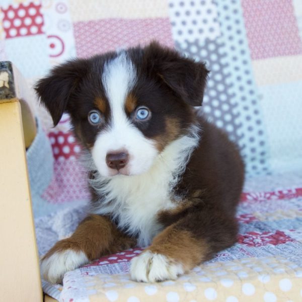 Miniature Australian Shepherd Puppy for Sale