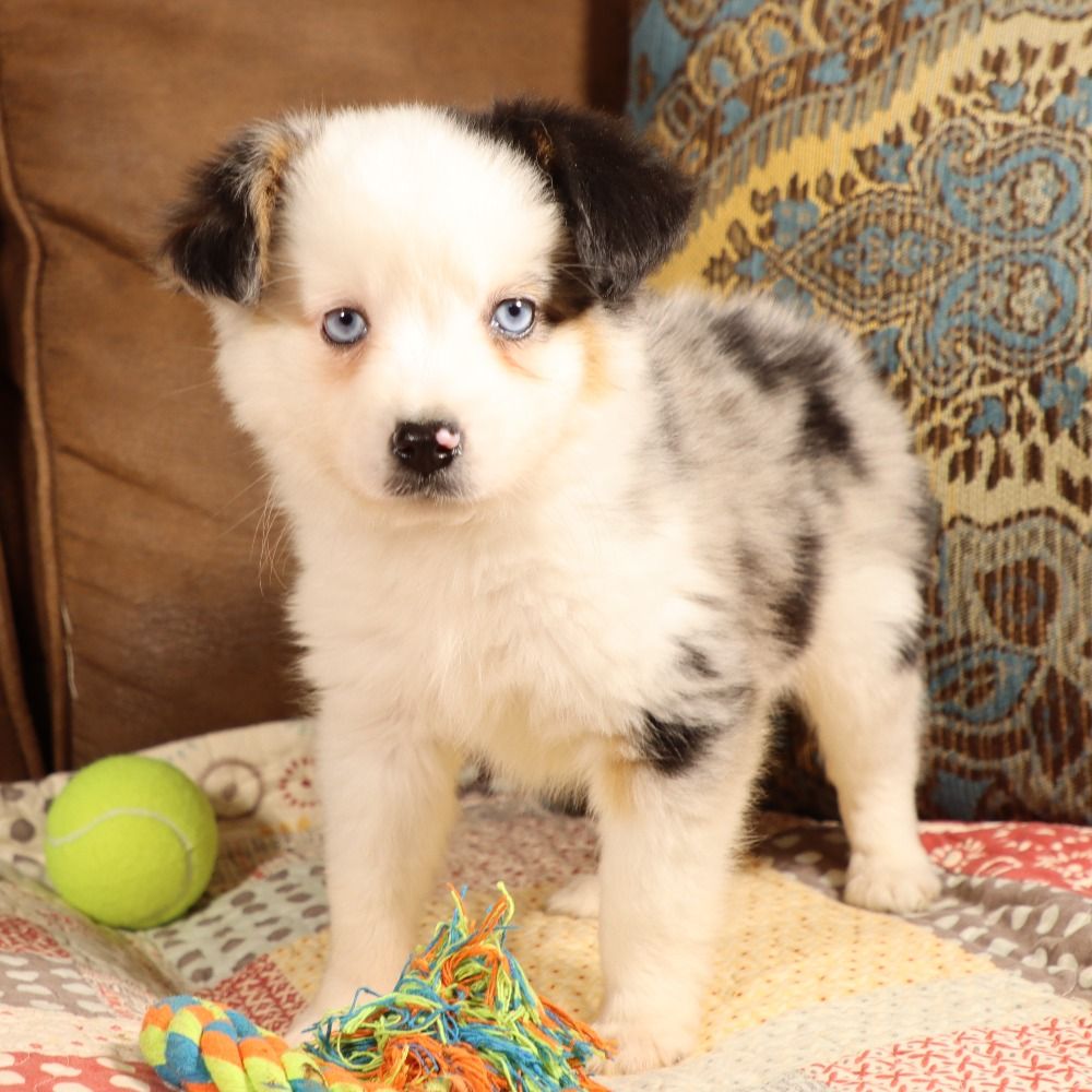 Miniature Australian Shepherd Puppy for Sale in NYC