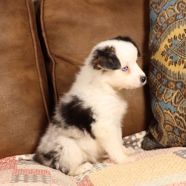 Miniature Australian Shepherd Puppy for Sale