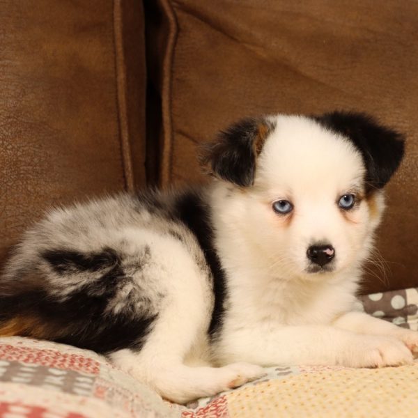 Miniature Australian Shepherd Puppy for Sale