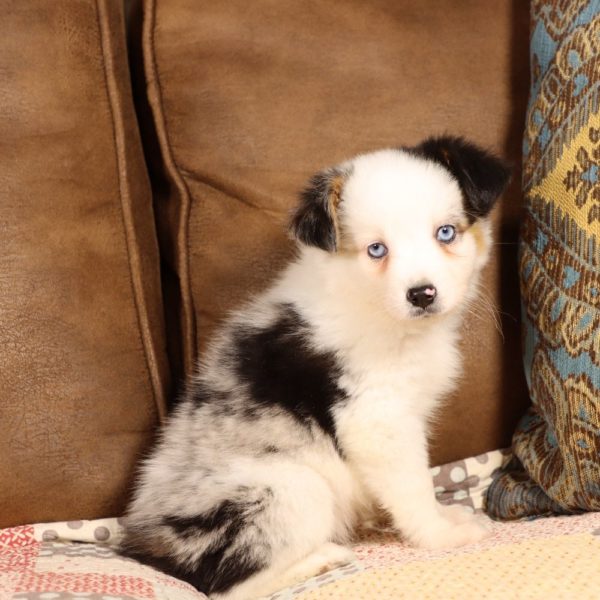 Miniature Australian Shepherd Puppy for Sale