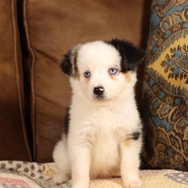 Miniature Australian Shepherd Puppy for Sale