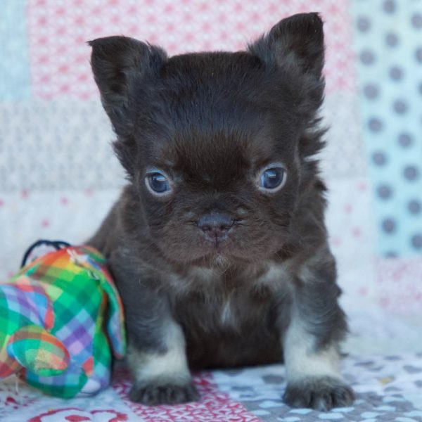 Fluffy French Bulldog Puppy for Sale