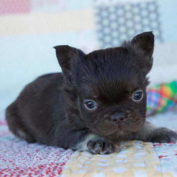 Fluffy French Bulldog Puppy for Sale